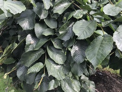 Ulmus glabra camperdownii