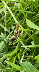 Polistes dominula