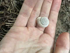 Allogona ptychophora