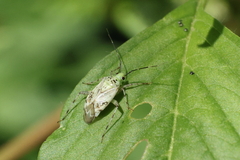 Taedia marmorata