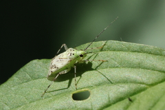 Taedia marmorata