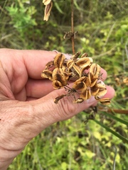 Polytaenia