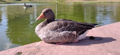 Anser anser
