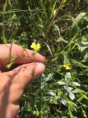 Linaceae