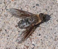 Chrysanthrax vanus