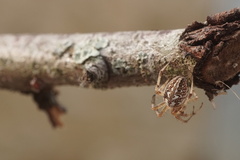 Neoscona adianta