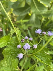 Conoclinium coelestinum