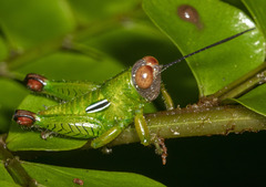 Ophthalmolampini