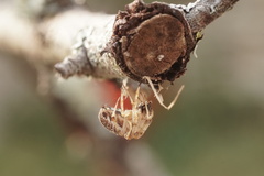 Neoscona adianta