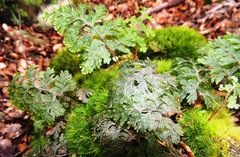 Hymenophyllum scabrum