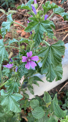 Malva sylvestris