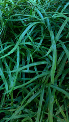 Pteris cretica