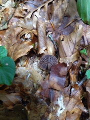 Gymnopus fuscopurpureus