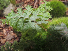 Hymenophyllum scabrum
