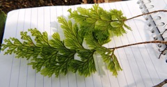 Hymenophyllum scabrum
