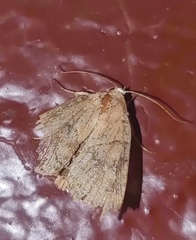 Cosmia trapezina
