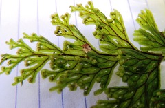 Hymenophyllum scabrum