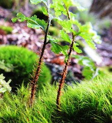 Hymenophyllum scabrum