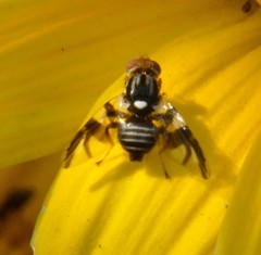 Rhagoletis pomonella