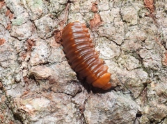 Monocesta coryli