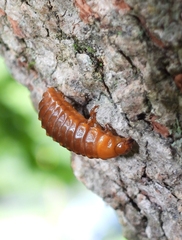 Monocesta coryli