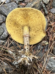 Suillus acidus