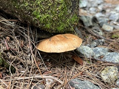Suillus acidus