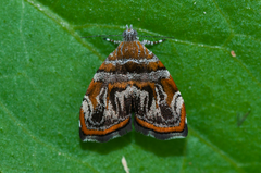 Choreutis euclista