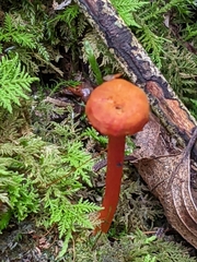 Pseudohygrocybe