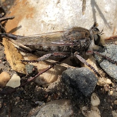 Promachus dimidiatus