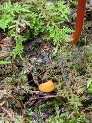 Pseudohygrocybe