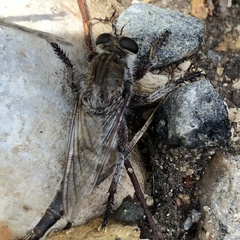 Promachus dimidiatus