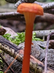 Pseudohygrocybe