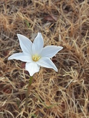 Zephyranthes chlorosolen