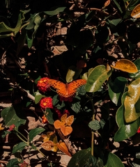 Dione vanillae