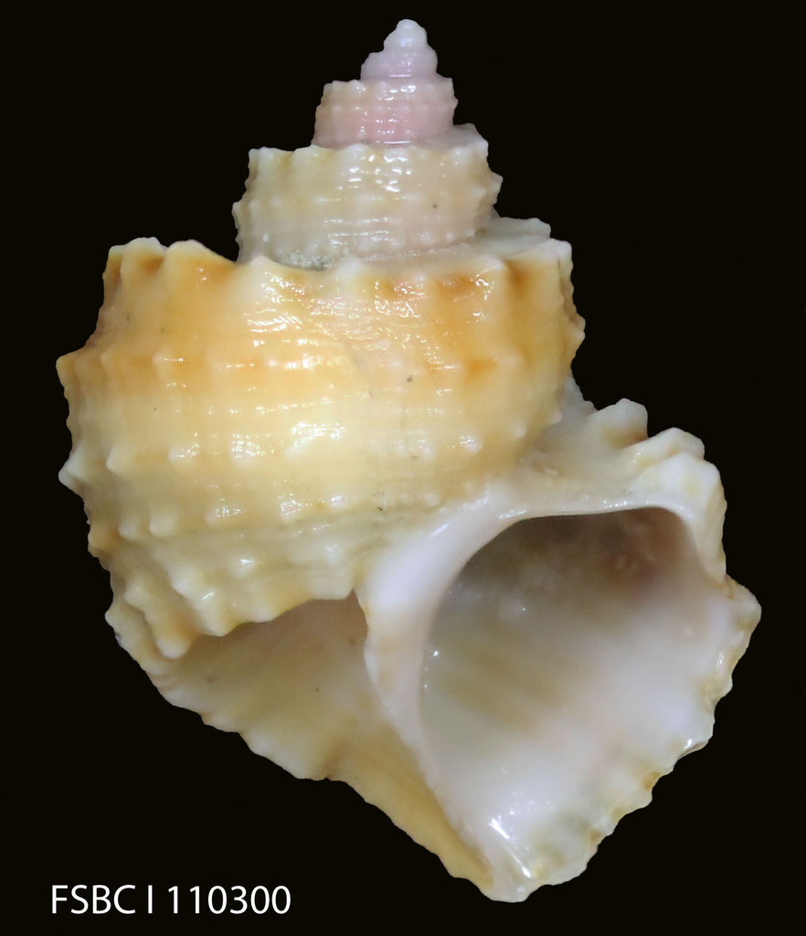 Ventrilia tenera