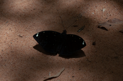 Lexias albopunctata