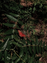 Dione vanillae