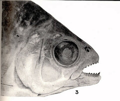 Iguape Tetra photo 3