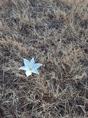 Zephyranthes chlorosolen