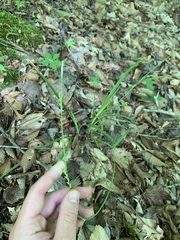 Carex ignota