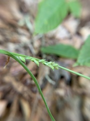 Carex ignota