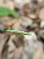 Carex ignota