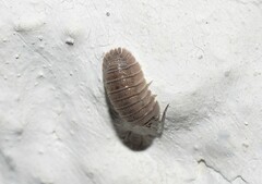 Armadillidium peraccae