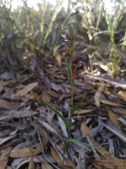 Pterostylis sargentii
