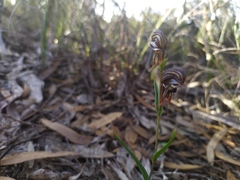 Pterostylis sargentii