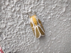 Syssphinx albolineata