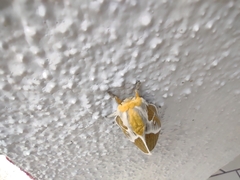 Syssphinx albolineata