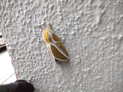 Syssphinx albolineata