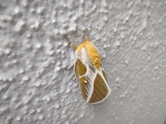 Syssphinx albolineata